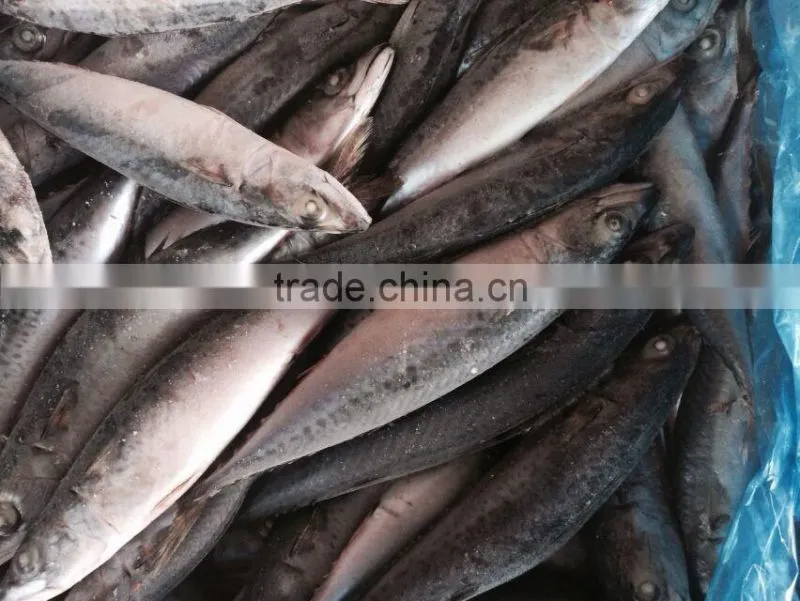Frozen Pacific Mackerel