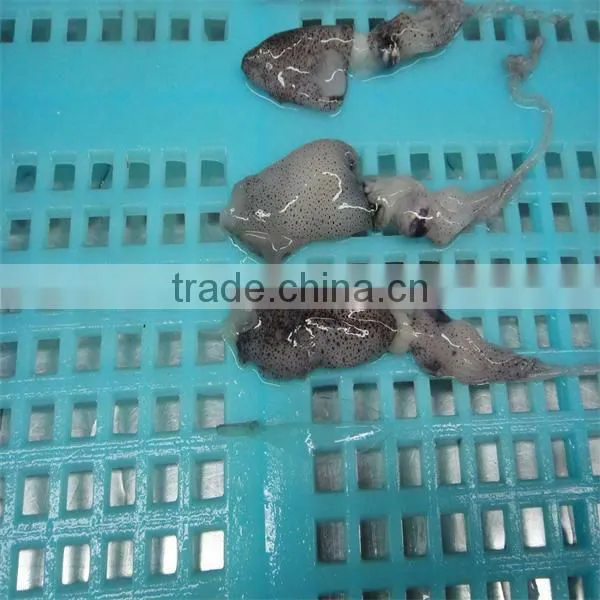new season block frozen seafood/recipes for squid