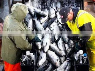 I. Fish Company Limited company overview - view 1