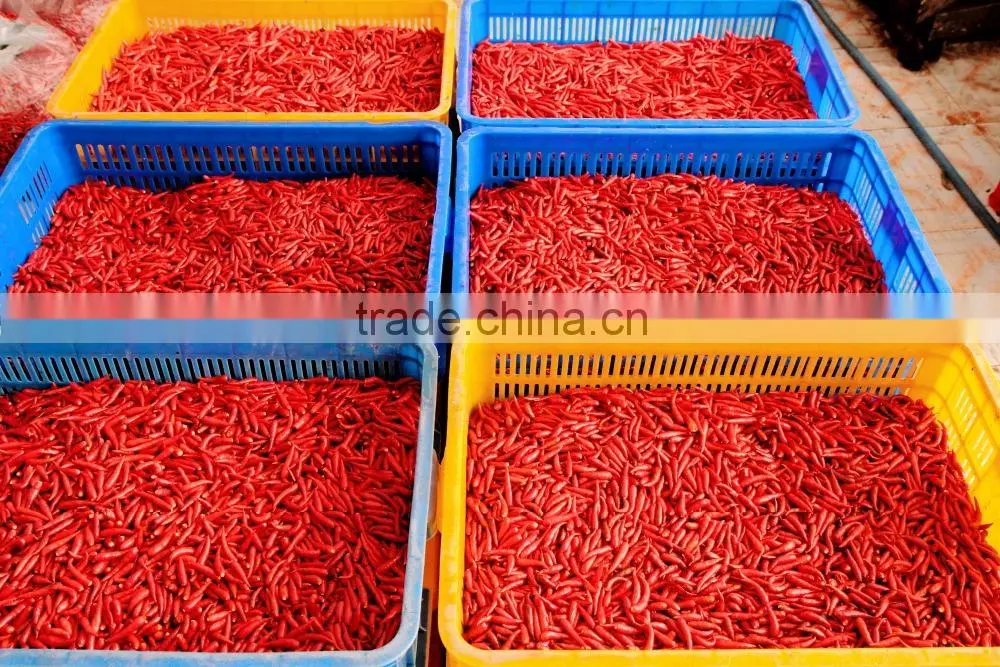 Frozen Hot Red Chili Pepper from Vietnam