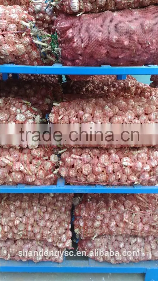 China garlic seeds price
