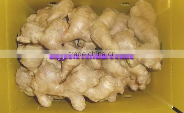 2014 High Quality New Crop Fresh Ginger For UK,CANADA,USA and EU Market