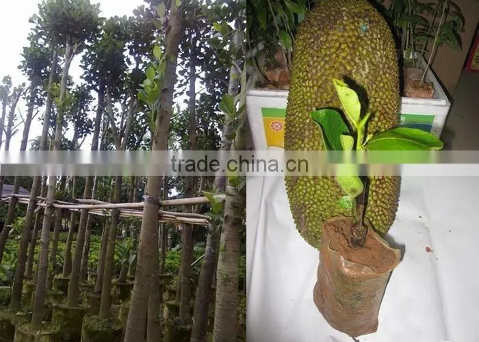 jackfruit trees