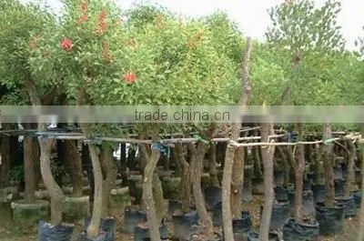Erythrina crista-galliLinn.