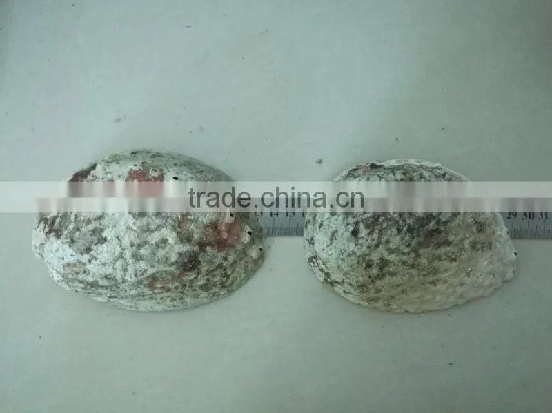 Green new zealand paua abalone shell raw material