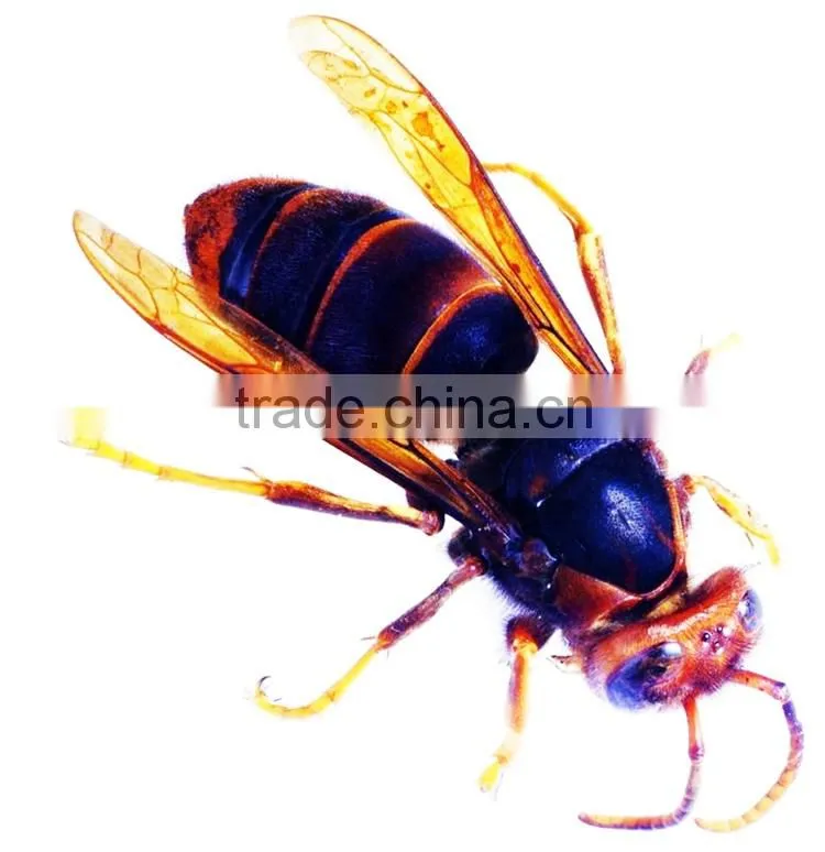 Theme park giant ant insect models