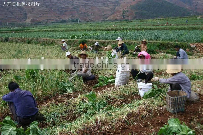 chinese jingxiang garlic