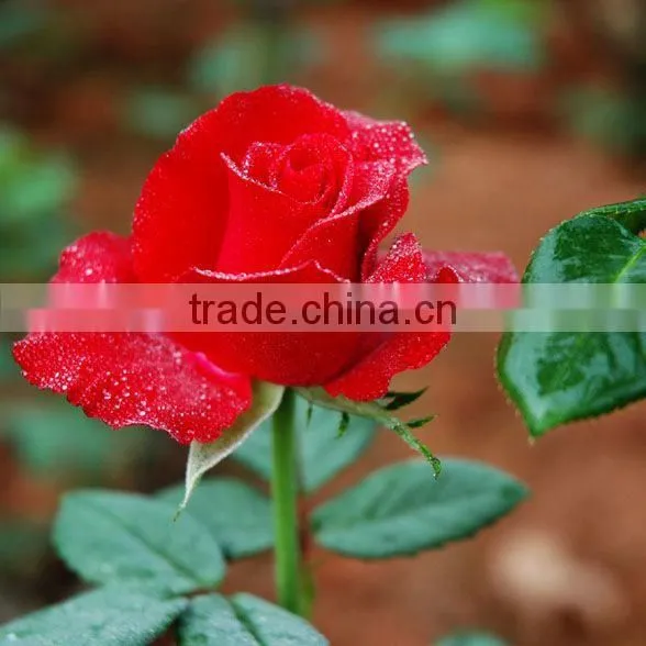 careful selected pure clear headed rose bee pollen