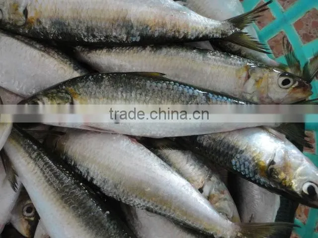Frozen sardine W/R