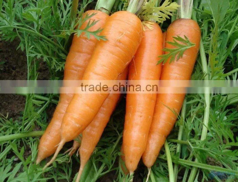 Carrot Type and Umbelliferous Vegetabless Product Type fresh carrots export from China