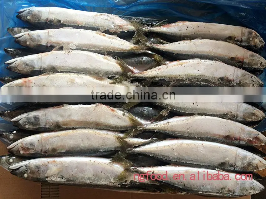 good fresh and frozen fish mackerel