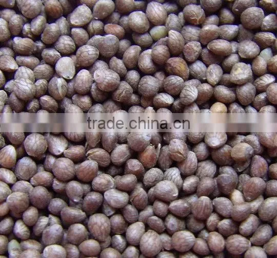 Bulk Perilla Seed for Sale, 2014 Crop