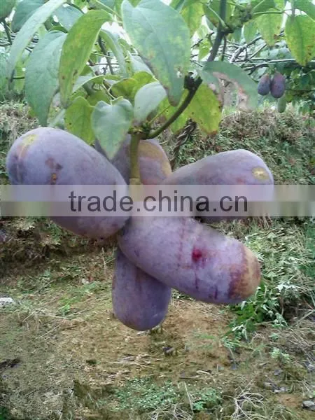 High Quality Rare Fruit Tree Seeds For Planting Holboellia latifolia Wall Seeds