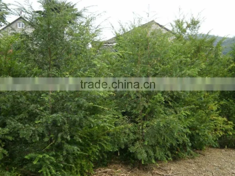 Taxus Bacatta Tree Seedling
