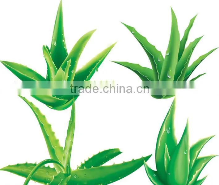 Manufacturer Supply Natural Anti-Bacteria Aloe vera extract Aloin 40% UV Aloe vera powder for Food and Beverage