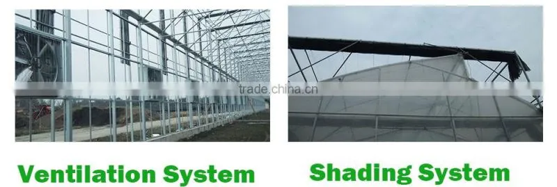 Commercial Used Greenhouse Sale