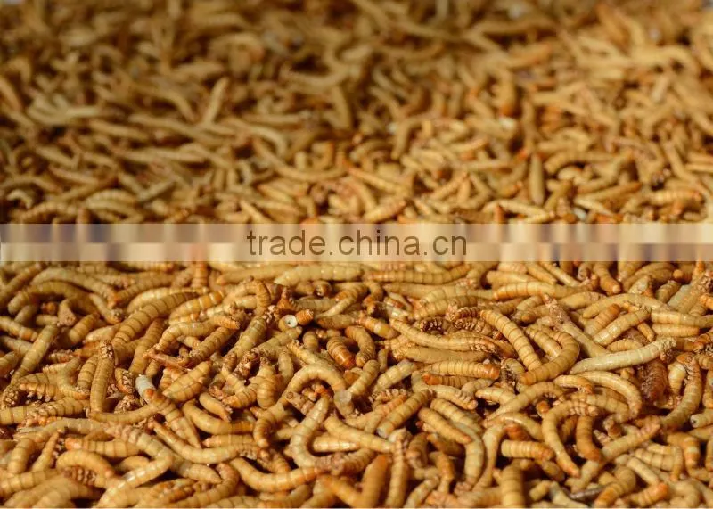 High Protein Reptiles Food Dried Mealworms
