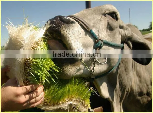 Black Bean Sprouts Making Machine | Green Mung Bean Sprouting Machine