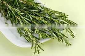 Pure Rosemary Oil