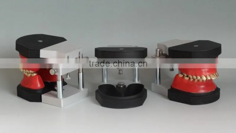 Dental orthodontic operational training model DEA-32