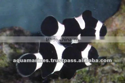 Australian Wholesale Tropical Fish Aquarium Marine Fish