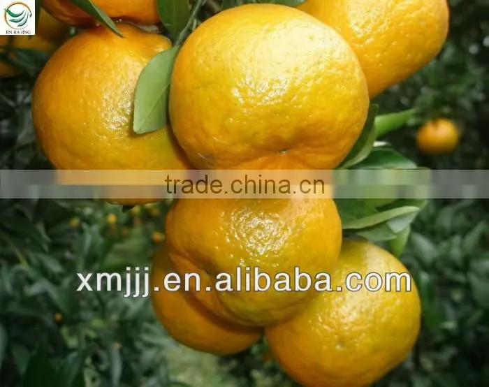 Yongchun kinndow citrus oranges fresh mandarin orange citrus fruit