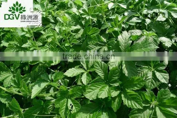 Gynostemma Pentaphyllum Tea Jiaogulan Tea