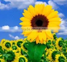 advanced advertising indoor posters printing