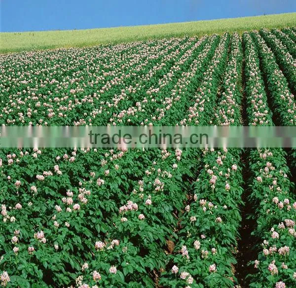 water absorbency water retaining gel for flower