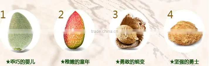 Chinese badam almond in shell with QS standard