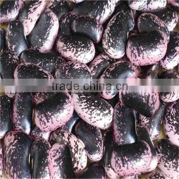 White kidney bean for sale