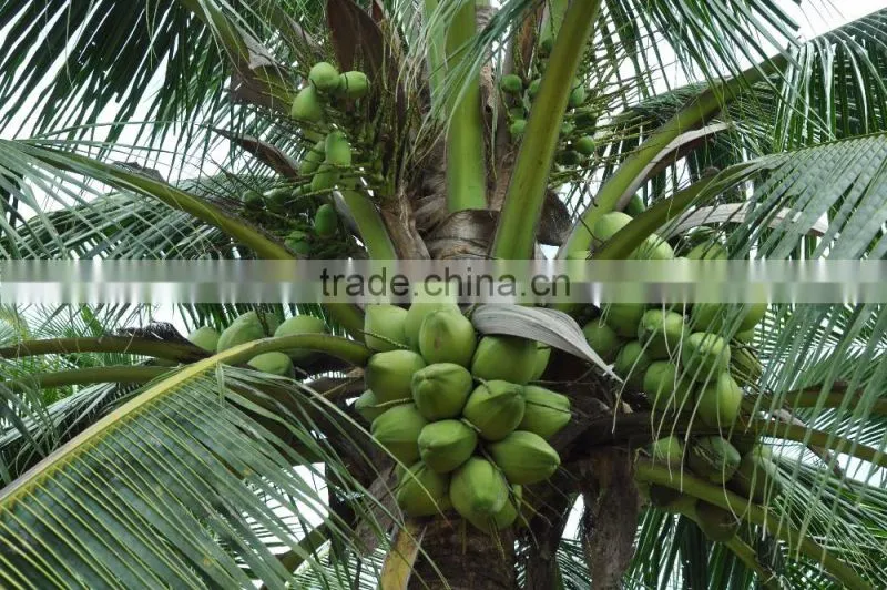 Thailad Coconut juice/Coconut drink/Coconut water 310 ml