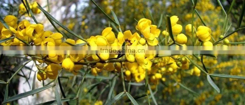 Cassia Angustifolia extract