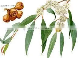 Eucalyptus Oil