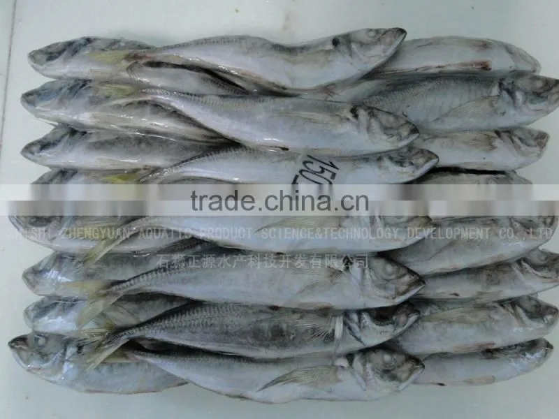 trachurus japnonicus Frozen Horse Mackerel Fish