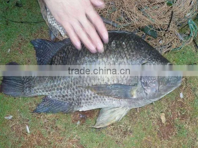frozen whole tilapia fish exporter