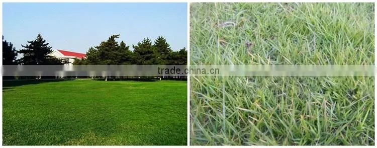 Huminrich Shenyang SH9040-1 Blackgold Humate Compost Fertilizer Price