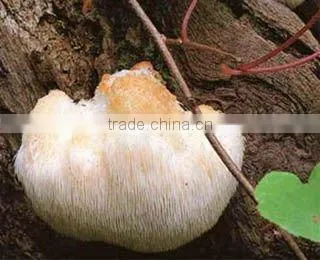 Hericium Erinaceus Extract Polysaccharides 30% (UV-VIS)