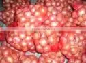 Yellow Onion ( Red - Yellow - White - spring onion )