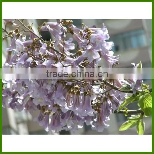 Paulownia tomentosa tree/paulownia flower/royal paulownia flowering tree seeds for sale