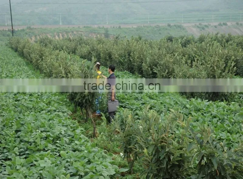 Chinese chestnut seedling