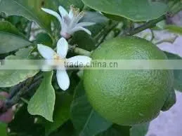 Balsam oil