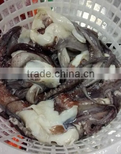 1kg up giant squid tentacle