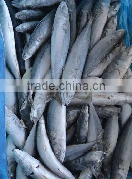 sea fish of mackerel
