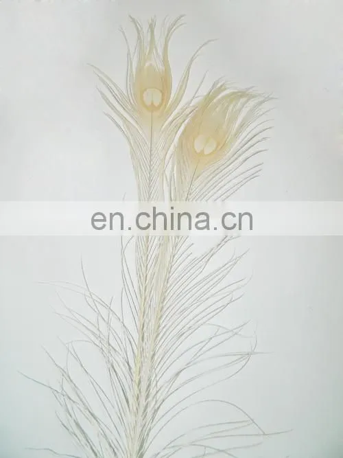 hot selling white natural 80cm-90cm peacock feather