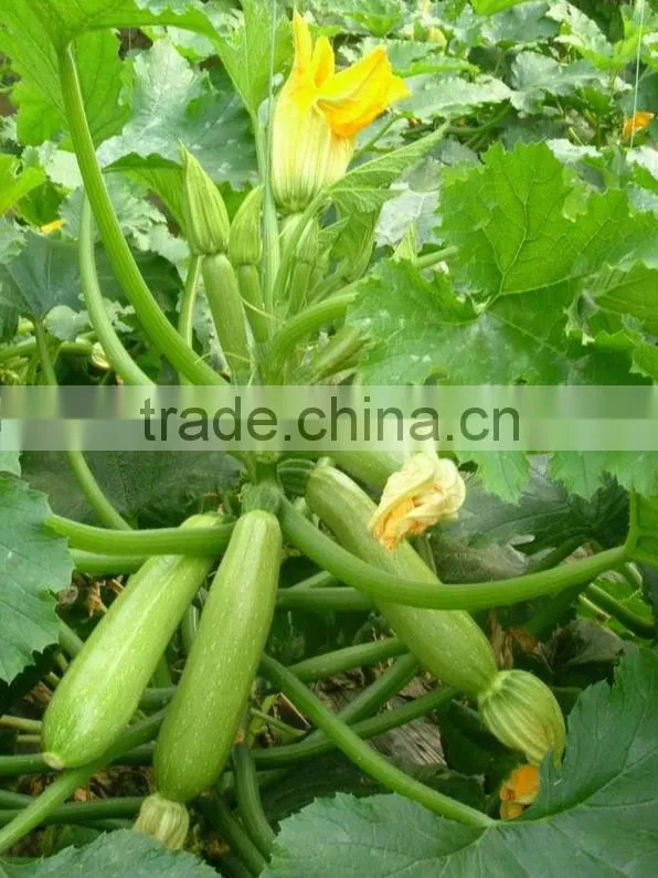 Jade 1 chinese smooth and straight cylinder squash seeds
