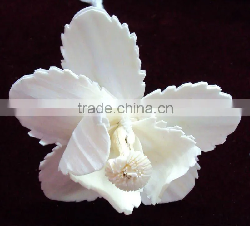 Sola wood flower