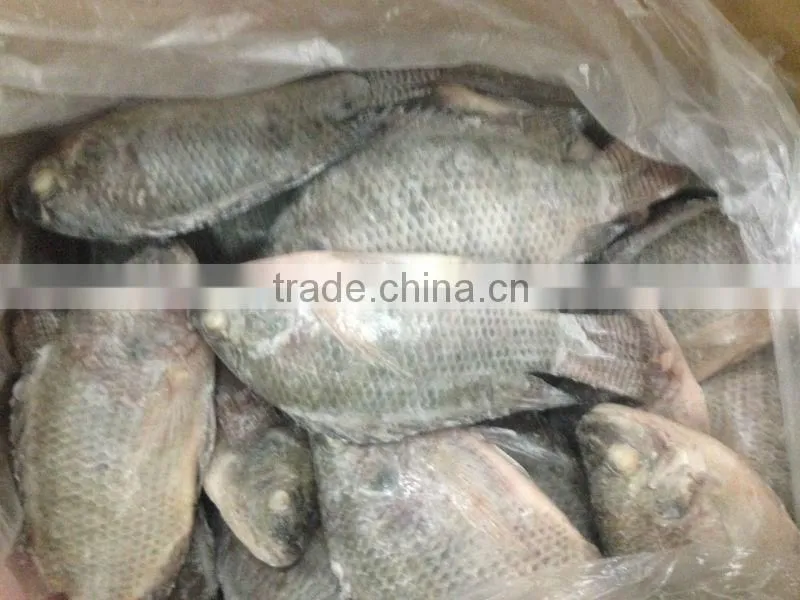 frozen black tilapia wholesale price