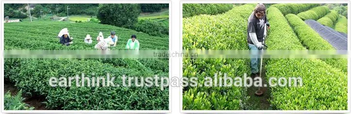 Instant Japanese organic easy matcha green tea powder middle grade instant tea powder 30g bag