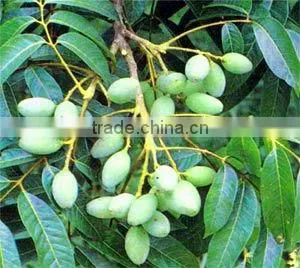 natural Olive Leaf Extract 20% 40% Oleuropein